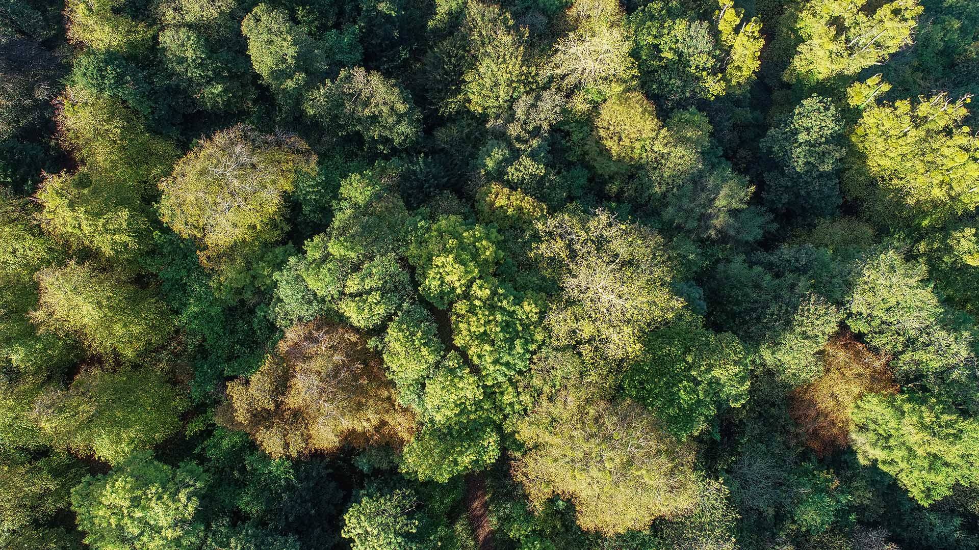A forest from above