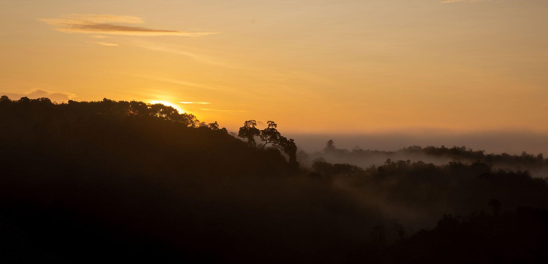 sunrise over a forest